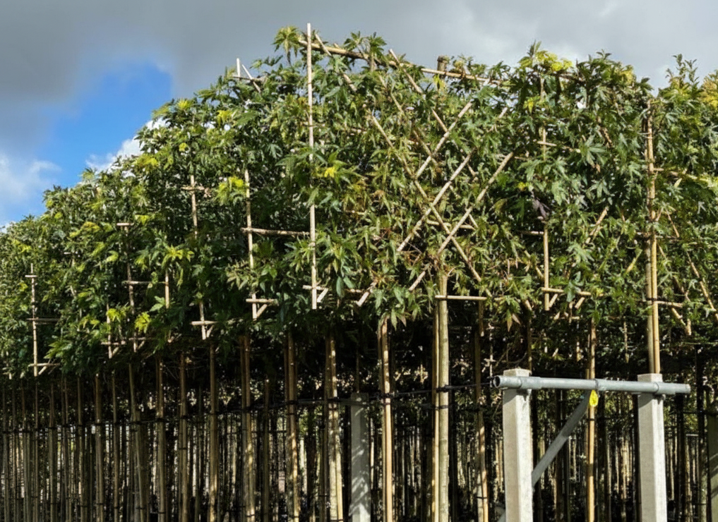 Leibomen-kopen-leilinde-leiplataan-kwekerij